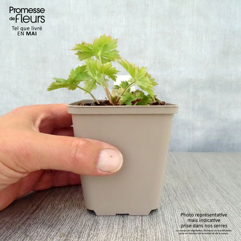 Amostra de Geranium wallichianum Lilac Ice Vaso de 8/9 cm tal como entregue na primavera