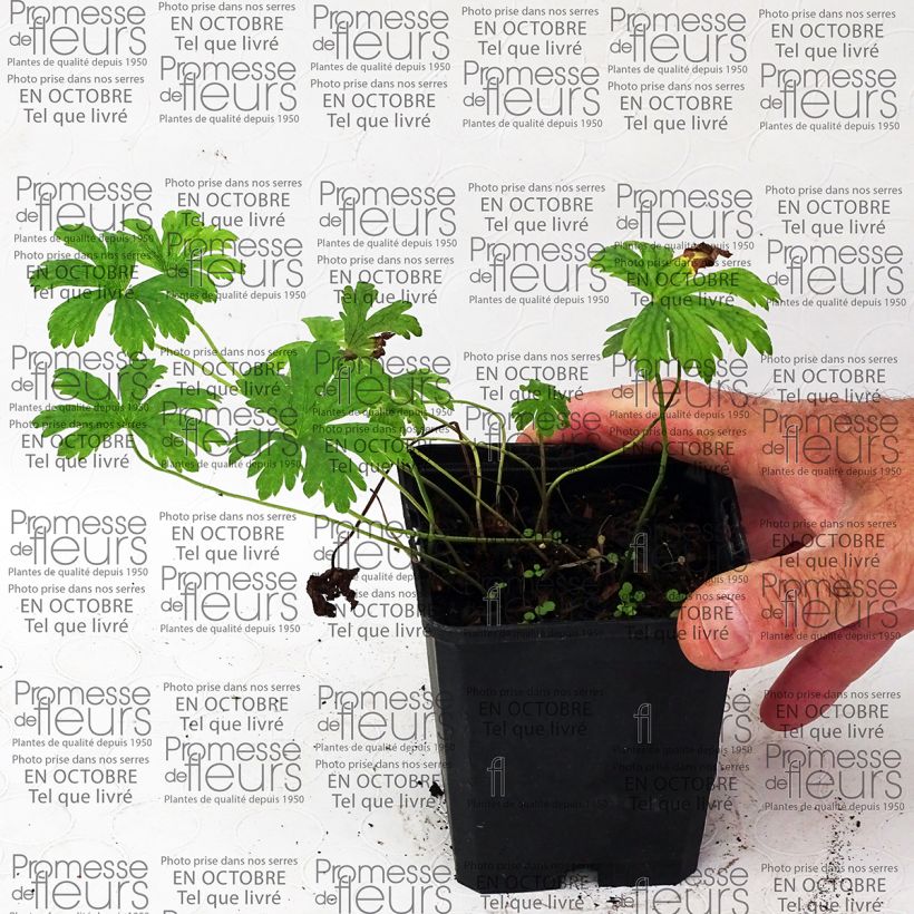 Exemplo de amostra de Géranium vivace Melinda Godet de 8/9 cm tal como entregue