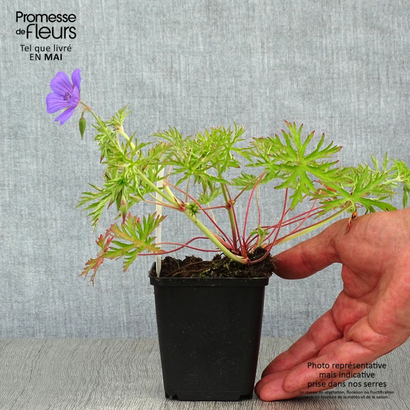 Amostra de Gerânio Nimbus - Geranium x collinum Vaso de 8/9 cm tal como entregue na primavera