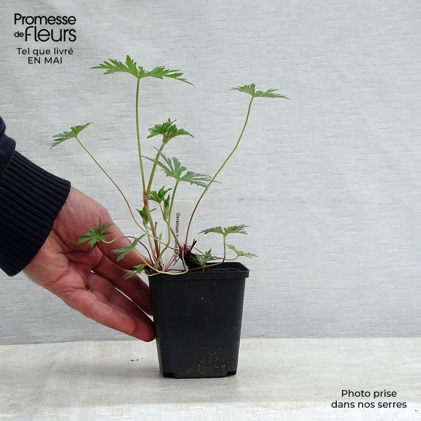 Amostra de Gerânio Orion - Geranium Vaso de 8/9 cm tal como entregue na primavera