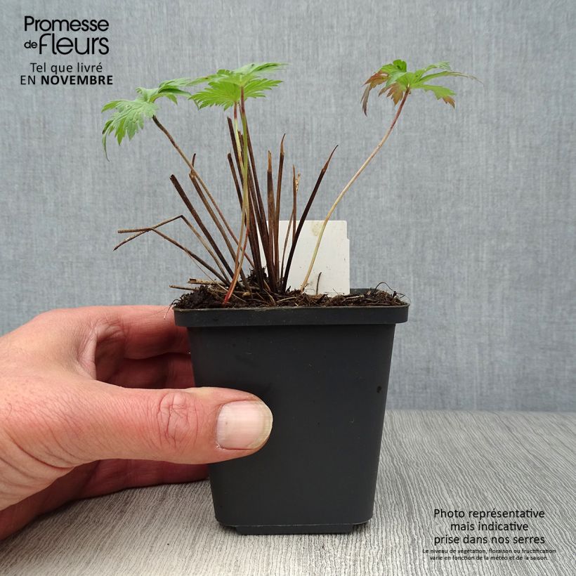 Amostra de Gerânio Orion - Geranium Vaso de 8/9 cm tal como entregue no outono