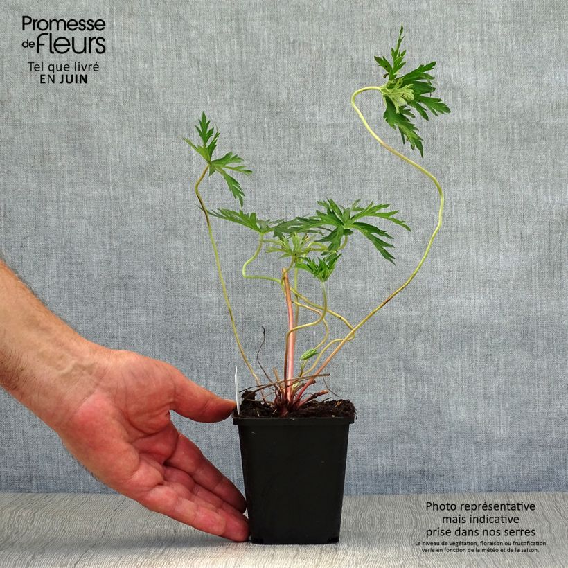 Amostra de Gerânio Orion - Geranium Vaso de 8/9 cm tal como entregue no verão