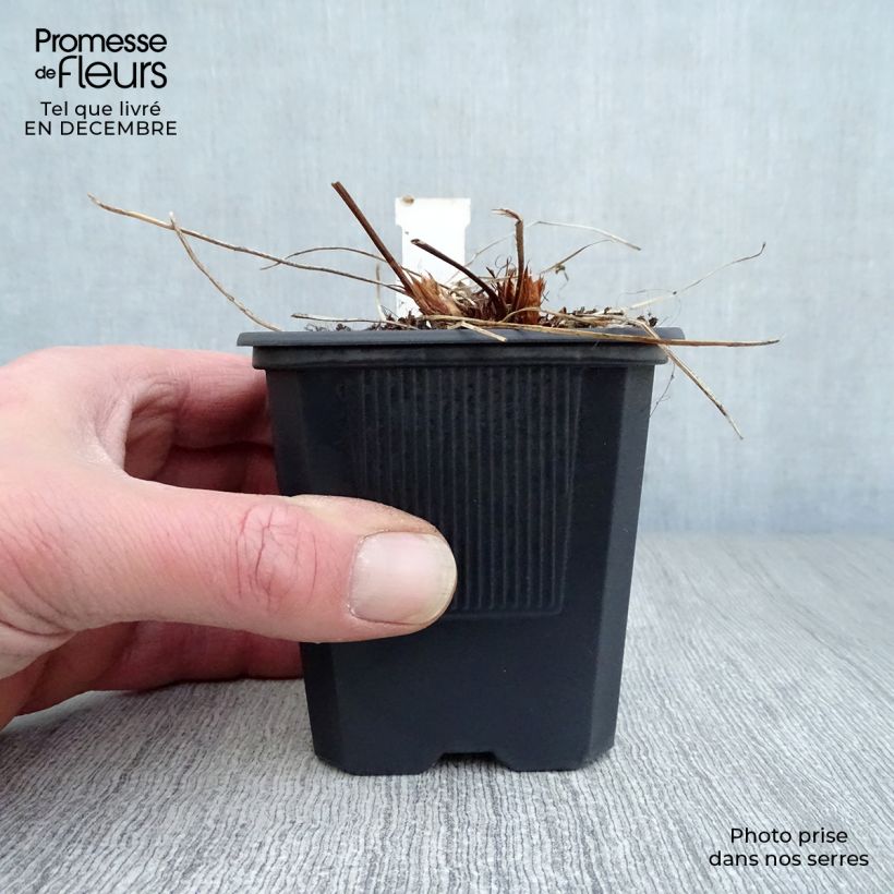 Amostra de Géranium vivace Orion Vaso de 8/9 cm tal como entregue no inverno