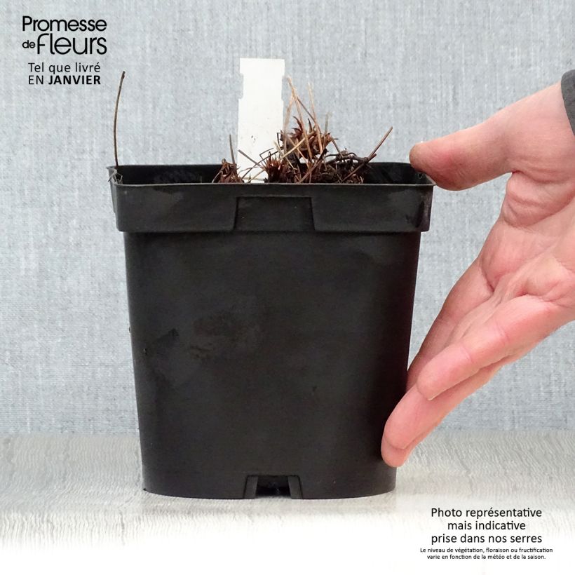 Amostra de Géranium vivace Orion Vaso de 2 L/3 L tal como entregue no inverno