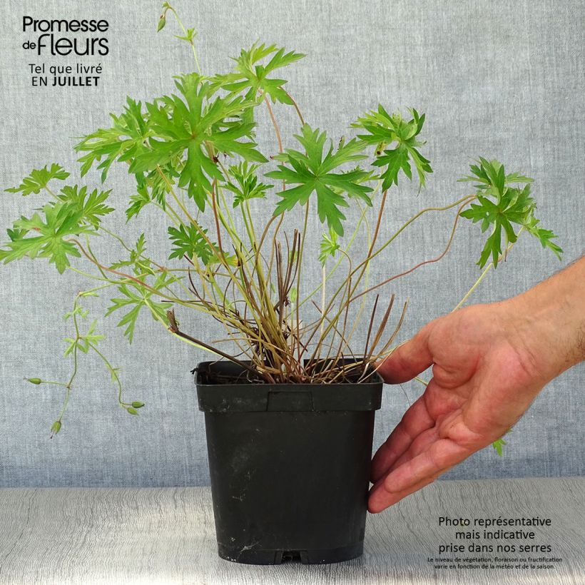 Amostra de Gerânio Orion - Geranium Vaso de 2 L/3 L tal como entregue no verão