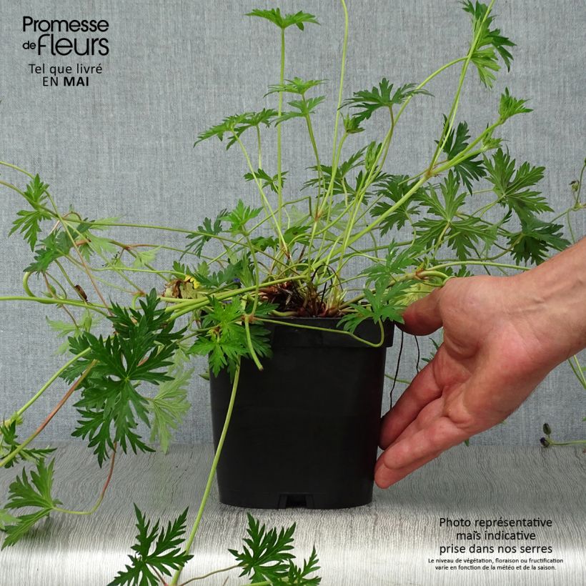 Amostra de Gerânio Orion - Geranium Vaso de 2 L/3 L tal como entregue na primavera