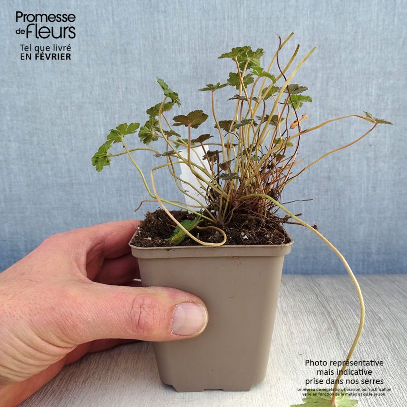 Amostra de Géranium vivace Orkney Cherry® Vaso de 8/9 cm tal como entregue no inverno