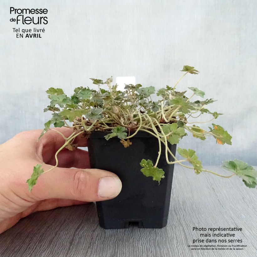 Amostra de Gerânio Orkney Cherry® - Geranium oxonianum Vaso de 8/9 cm tal como entregue na primavera