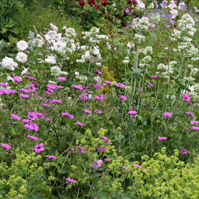 Gerânio Patricia - Geranium (Hábito)