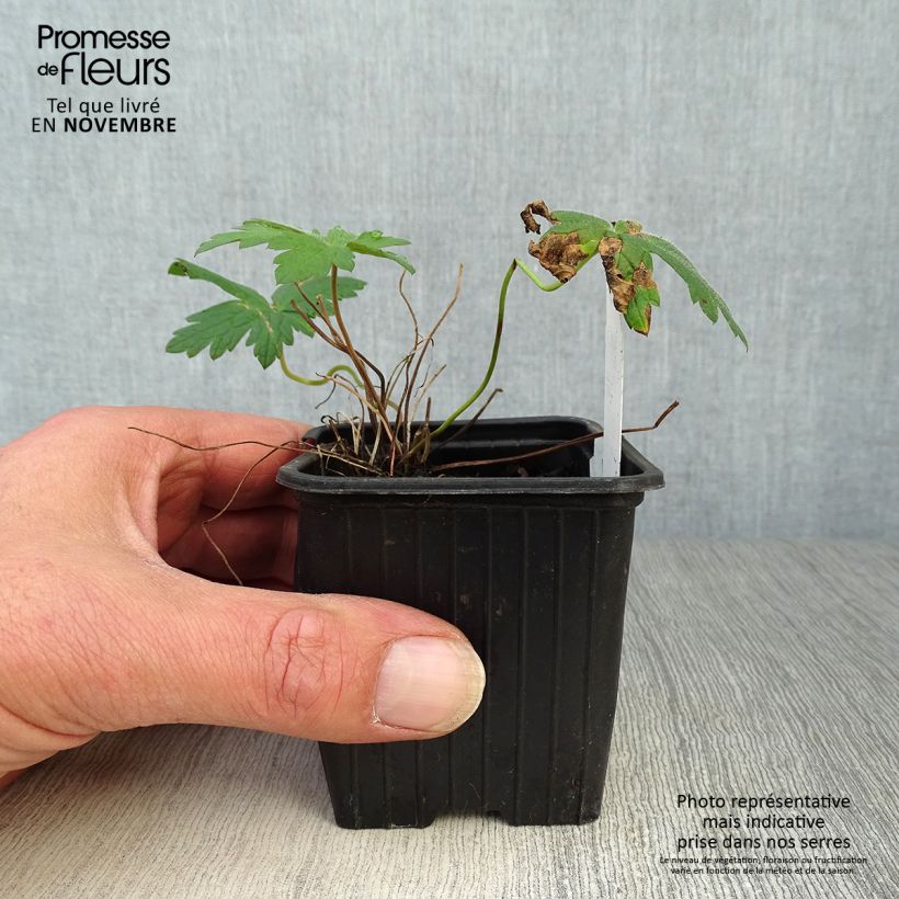 Amostra de Gerânio Patricia - Geranium Vaso de 8/9 cm tal como entregue no outono