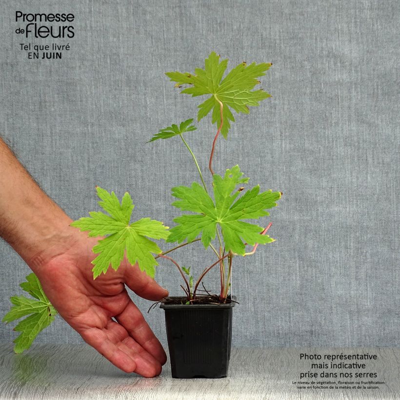 Amostra de Gerânio Patricia - Geranium Vaso de 8/9 cm tal como entregue no verão