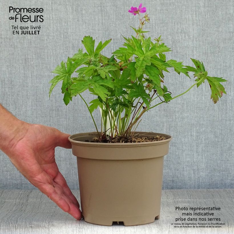 Amostra de Gerânio Patricia - Geranium Vaso de 1,5 L/2 L tal como entregue no verão