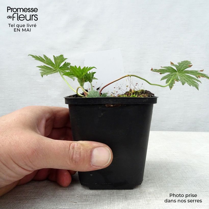 Amostra de Gerânio Patricia - Geranium Vaso de 8/9 cm tal como entregue na primavera