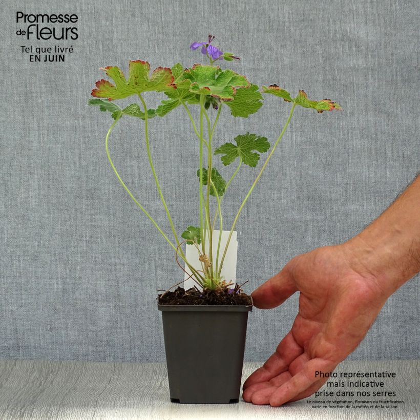 Amostra de Gerânio Philippe Vapelle Vaso de 8/9 cm tal como entregue no verão