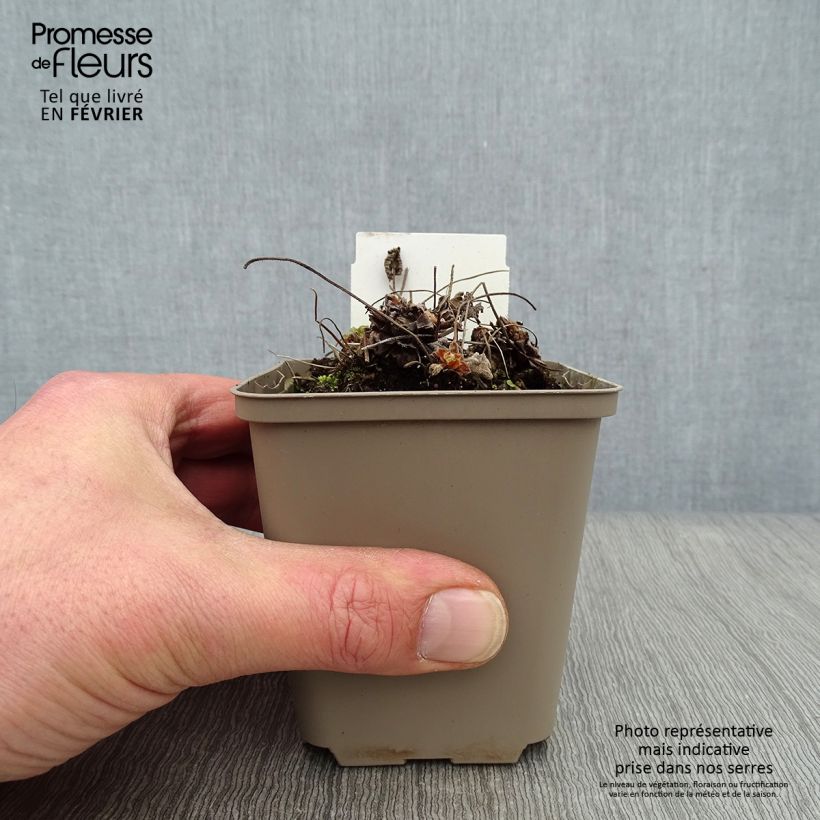 Amostra de Géranium vivace Philippe Vapelle Vaso de 8/9 cm tal como entregue no inverno