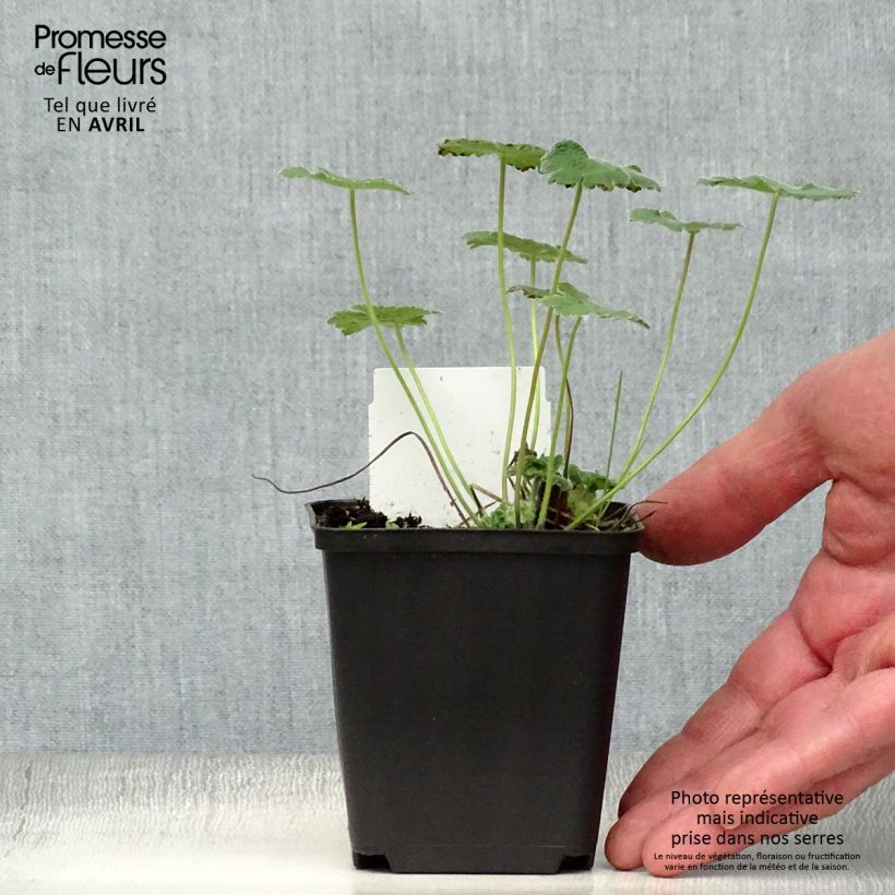 Amostra de Gerânio Philippe Vapelle Vaso de 8/9 cm tal como entregue na primavera