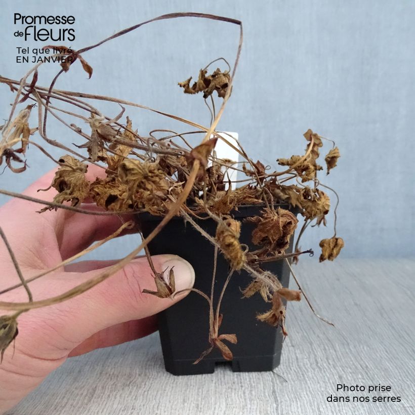 Amostra de Gerânio Pink Penny Vaso de 8/9 cm tal como entregue no inverno