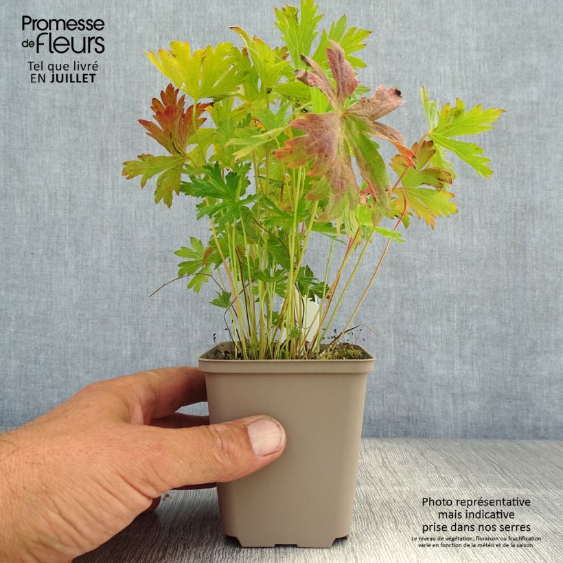 Amostra de Geranium sylvaticum Prelude Vaso de 8/9 cm tal como entregue no verão