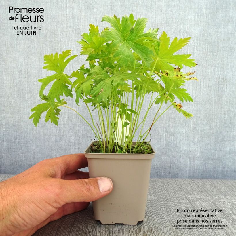 Amostra de Geranium sylvaticum Prelude Vaso de 8/9 cm tal como entregue na primavera