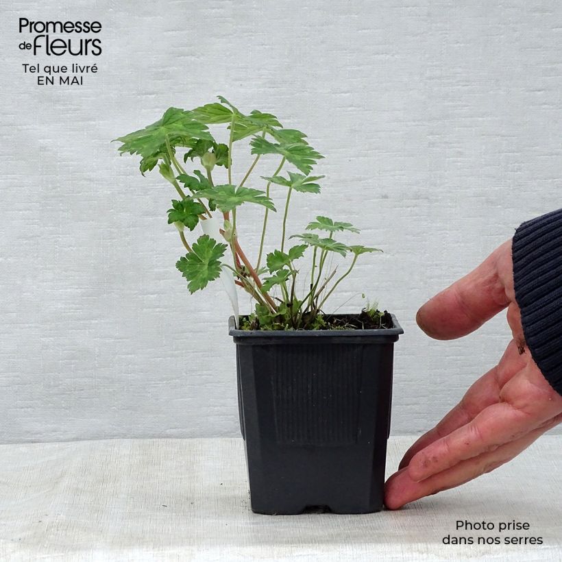 Amostra de Gerânio Rise and Shine Vaso de 8/9 cm tal como entregue na primavera