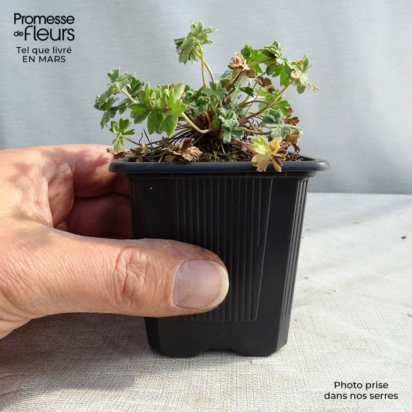 Amostra de Gerânio Rothbury Gem Vaso de 8/9 cm tal como entregue no inverno