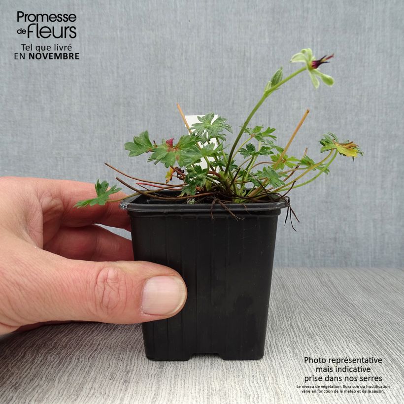 Amostra de Gerânio Rothbury Gem Vaso de 8/9 cm tal como entregue no outono