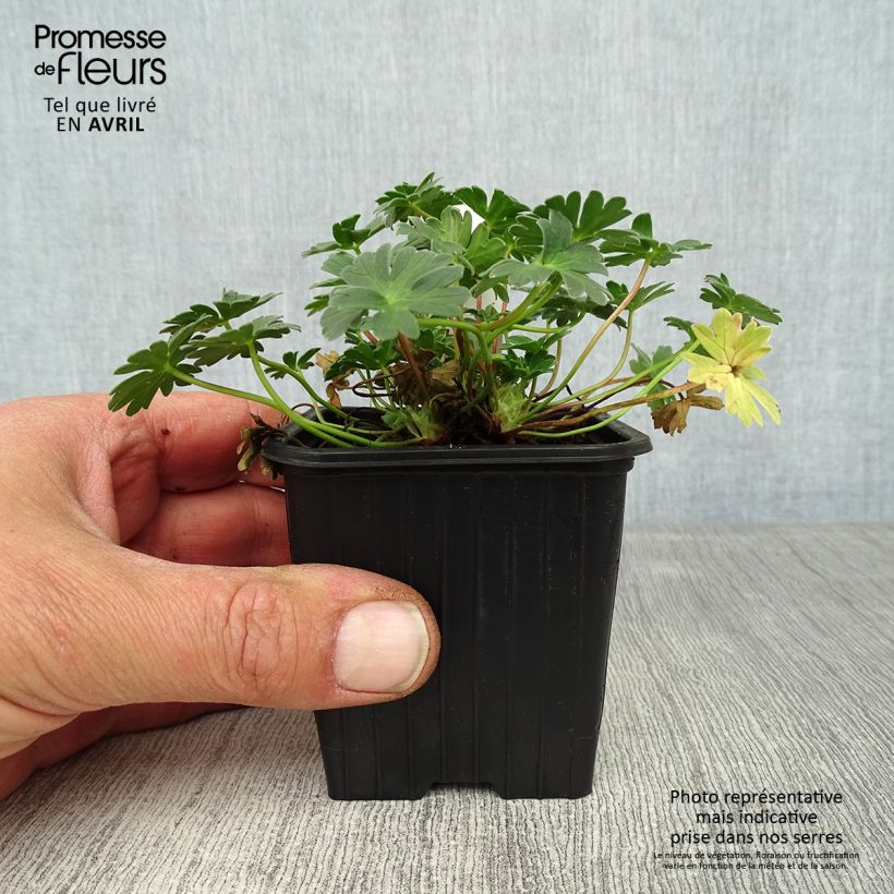 Amostra de Gerânio Rothbury Gem Vaso de 8/9 cm tal como entregue na primavera