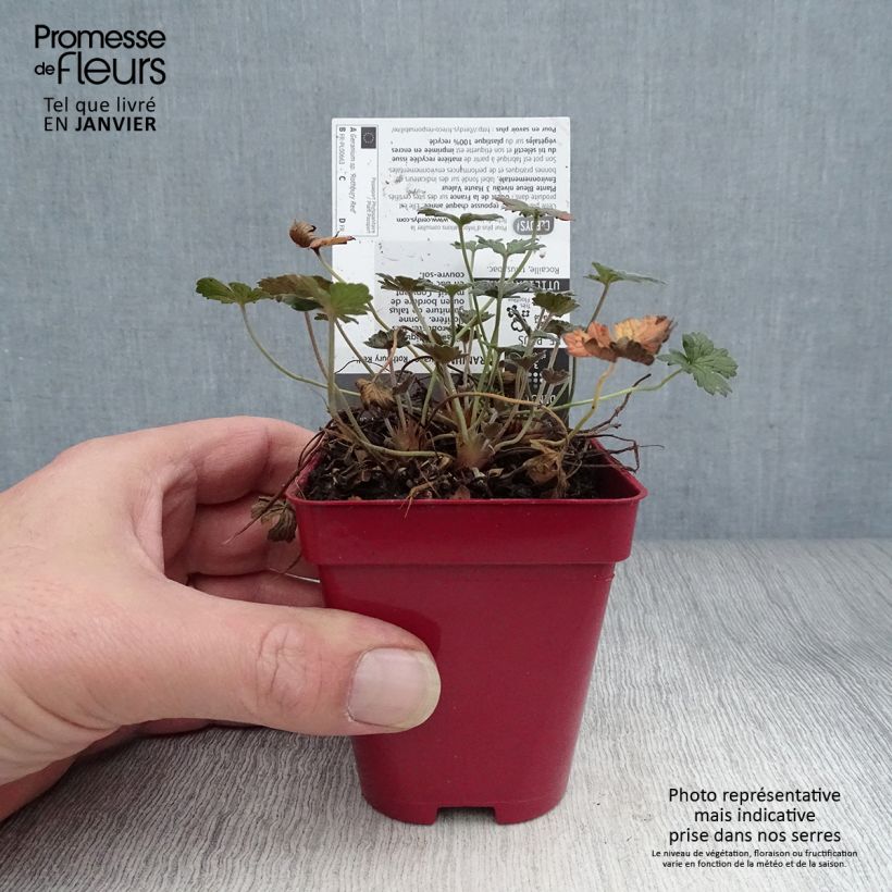 Amostra de Géranium vivace Rothbury Red Godet de 8/9 cm tal como entregue no inverno