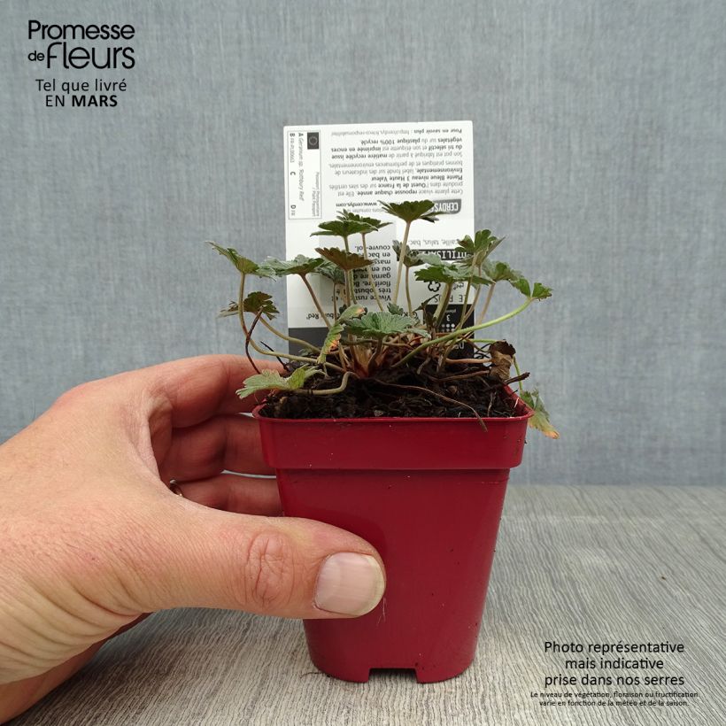 Amostra de Gerânio Rothbury Red Vaso de 8/9 cm tal como entregue na primavera