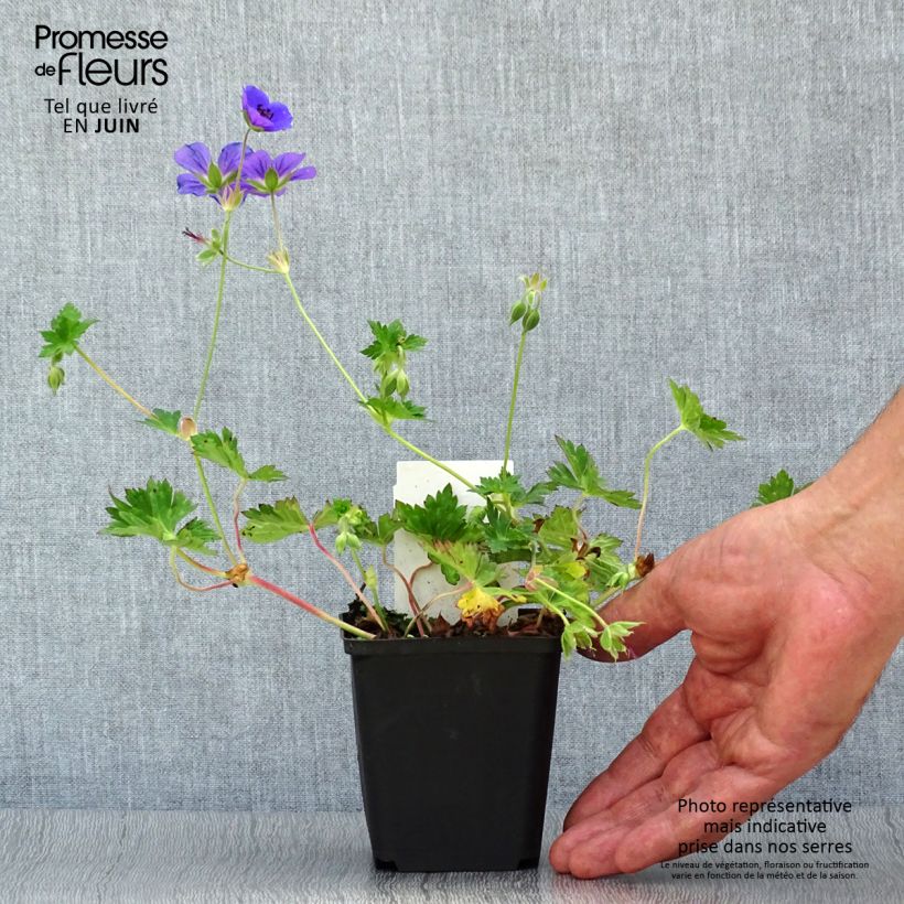 Amostra de Gerânio Rozanne Vaso de 8/9 cm tal como entregue no verão