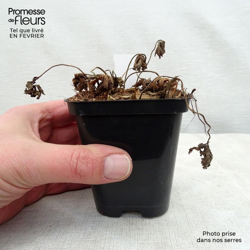 Amostra de Géranium vivace Rozanne Vaso de 8/9 cm tal como entregue no inverno