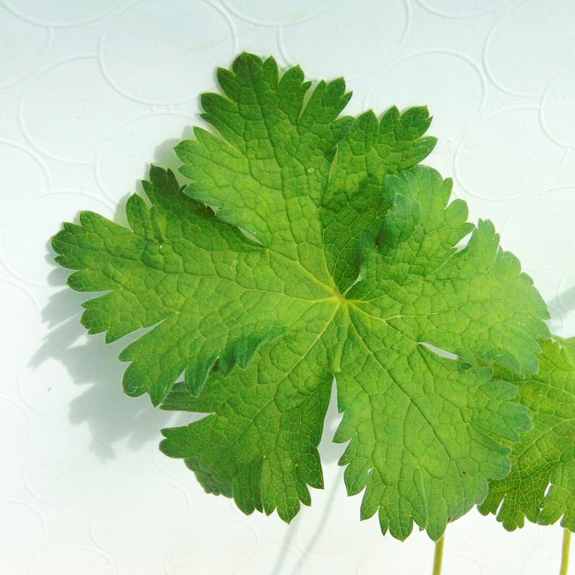 Gerânio Sabani Blue (Folhagem)