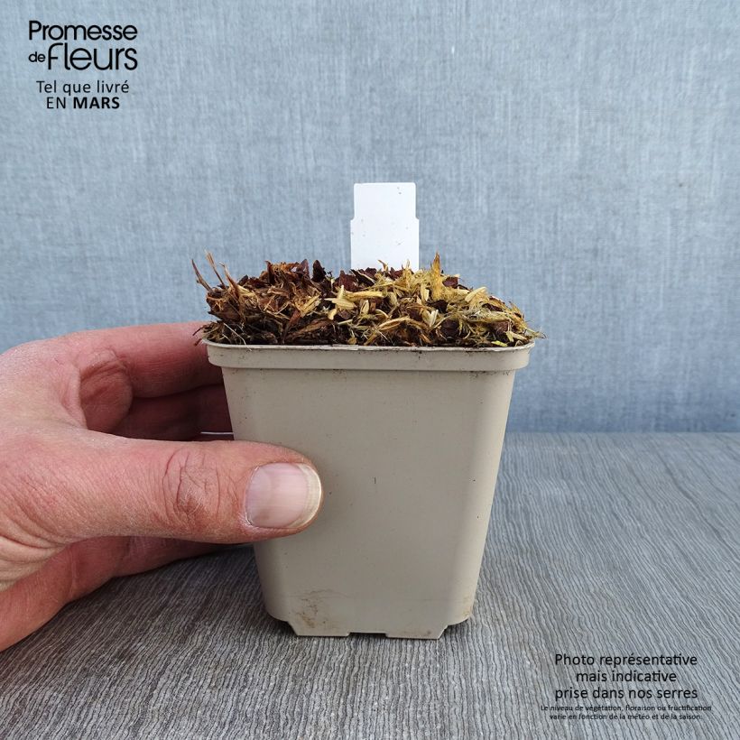 Amostra de Géranium vivace Sabani Blue Vaso de 8/9 cm tal como entregue no inverno