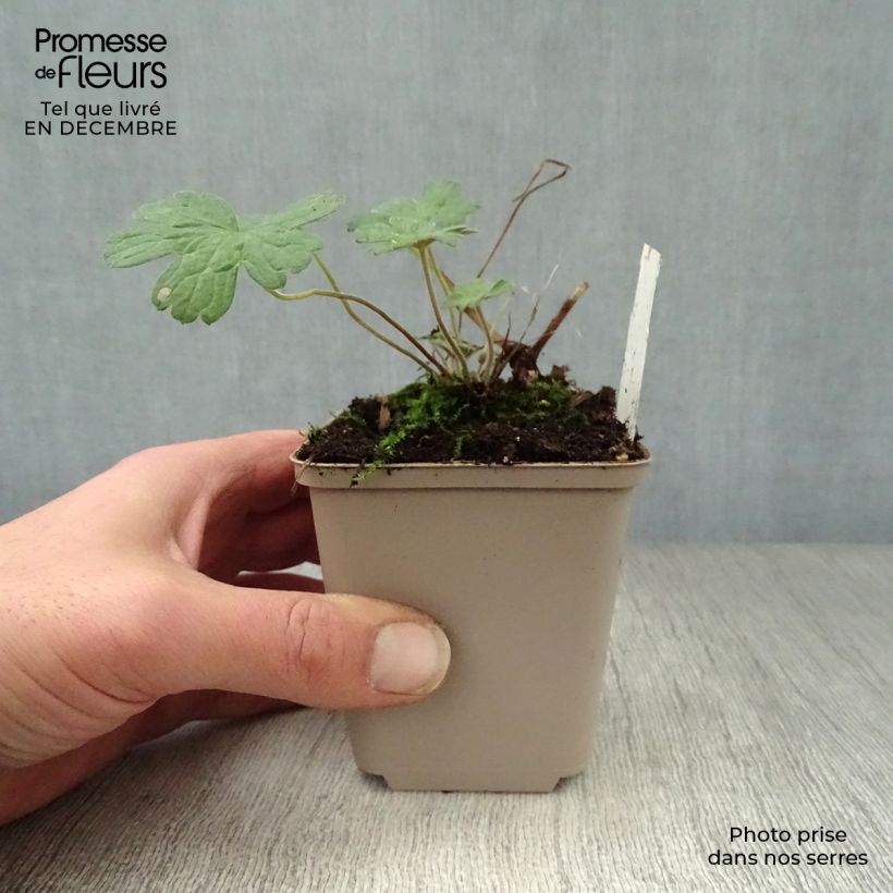 Amostra de Géranium vivace Salomé Vaso de 8/9 cm tal como entregue no inverno