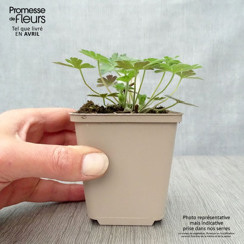 Amostra de Gerânio Salomé Vaso de 8/9 cm tal como entregue na primavera