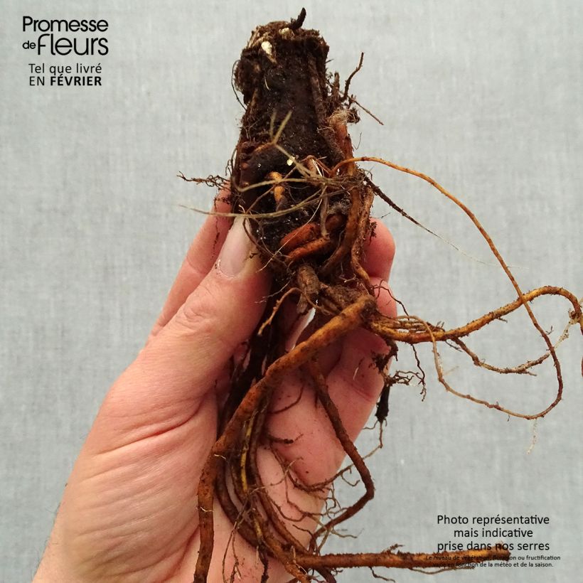 Amostra de Géranium vivace Sandrine Petites Racines nues tal como entregue no inverno