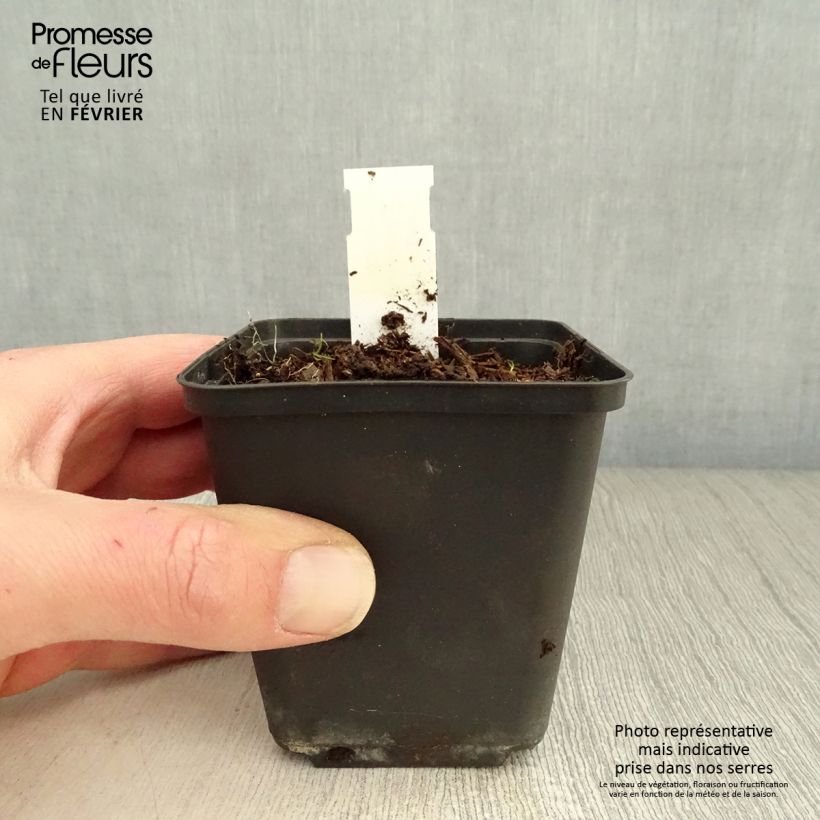 Amostra de Geranium vivace Silvia's surprise Vaso de 8/9 cm tal como entregue no inverno