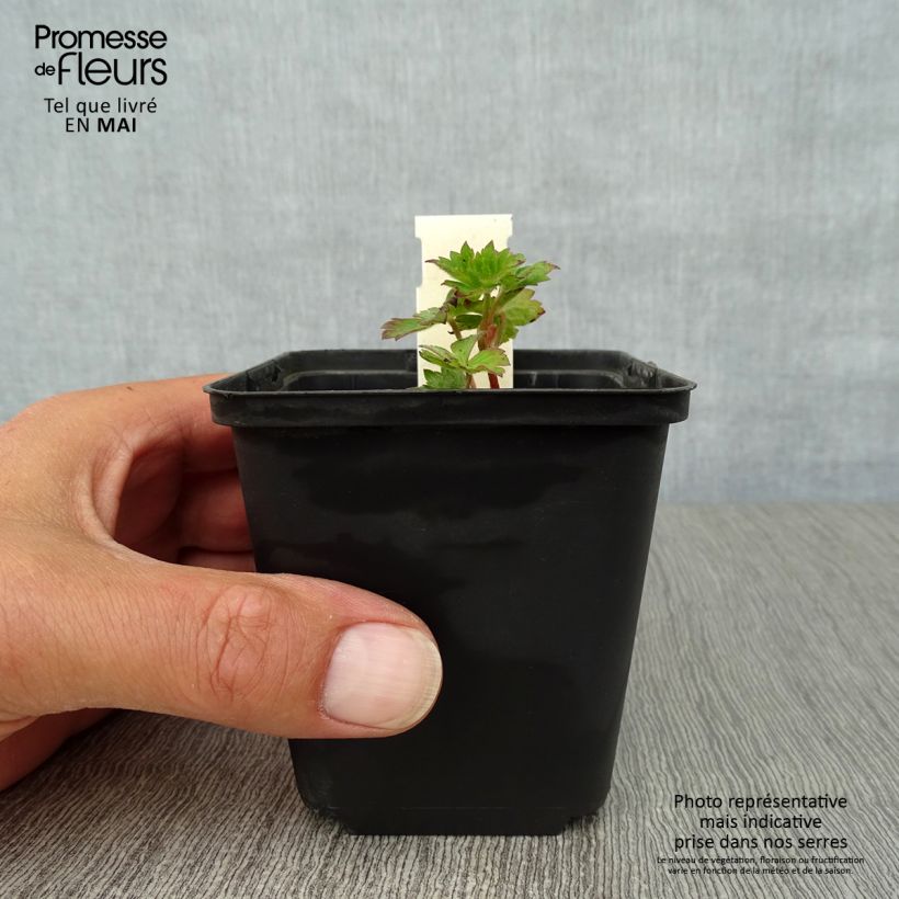 Amostra de Gerânio Silvias Surprise Vaso de 8/9 cm tal como entregue na primavera