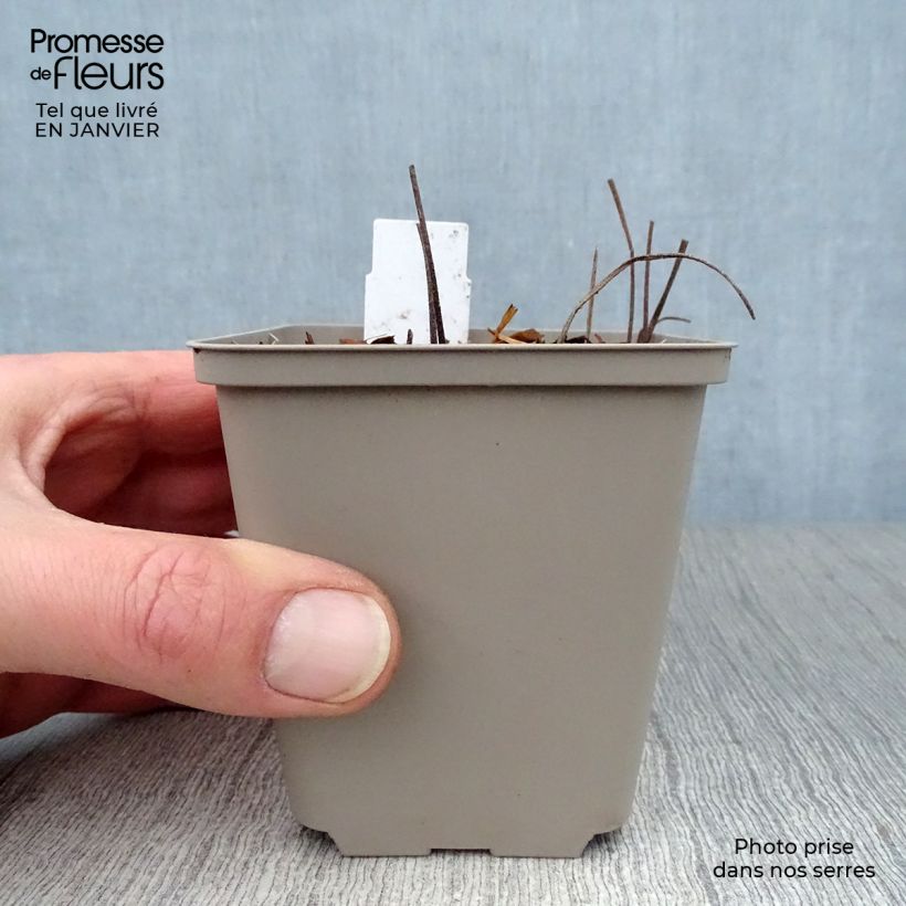 Amostra de Géranium vivace Sirak Vaso de 8/9 cm tal como entregue no inverno