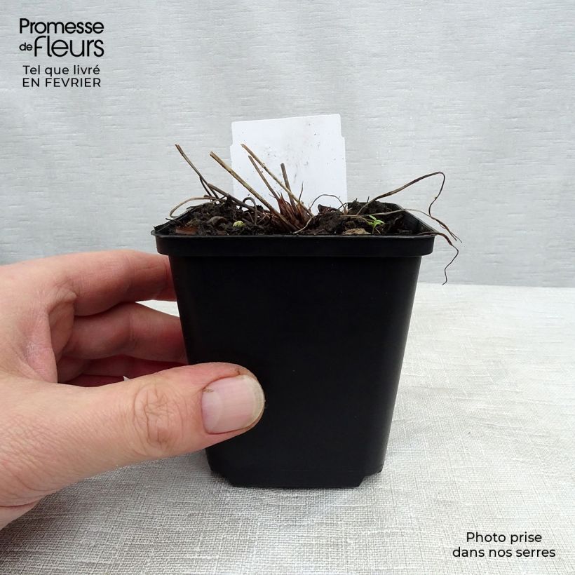 Amostra de Géranium vivace Spinners Vaso de 8/9 cm tal como entregue no inverno