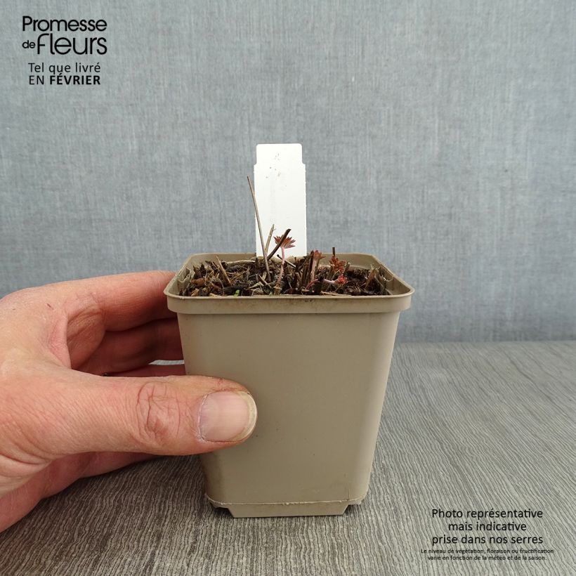 Amostra de Geranium vivace Starman Vaso de 8/9 cm tal como entregue no inverno