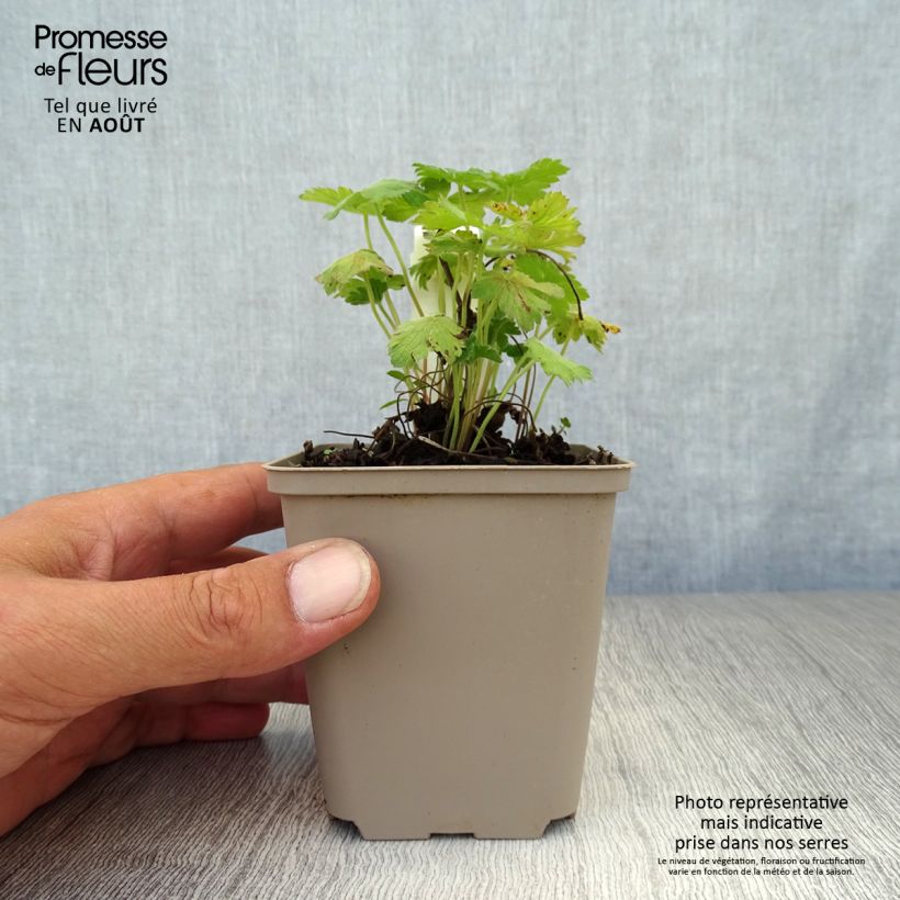 Amostra de Gerânio Sue Crûg Vaso de 8/9 cm tal como entregue no verão