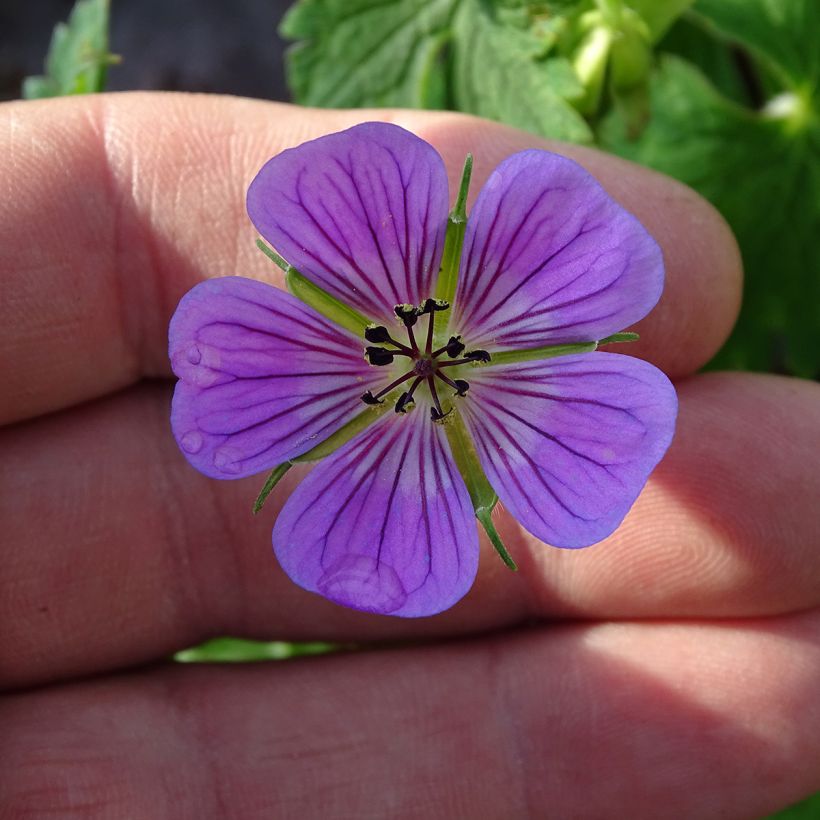 Geranium wallichianum Sweet Heidi (Floração)