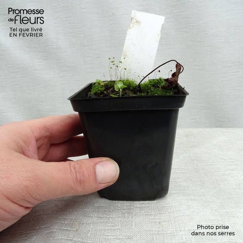 Amostra de Géranium vivace Sweet Heidi Vaso de 8/9 cm tal como entregue no inverno