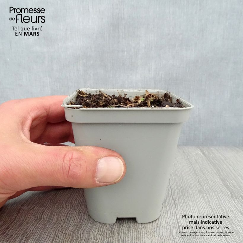 Amostra de Geranium wallichianum Sweet Heidi Vaso de 8/9 cm tal como entregue na primavera