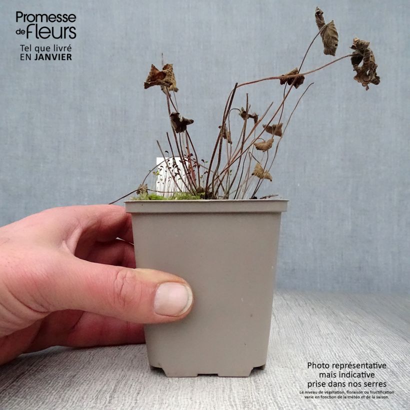 Amostra de Géranium vivace Terre Franche Vaso de 8/9 cm tal como entregue no inverno