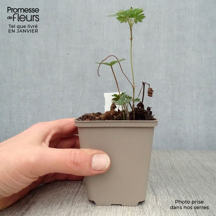 Amostra de Geranium vivace Tiny Monster Vaso de 8/9 cm tal como entregue no inverno