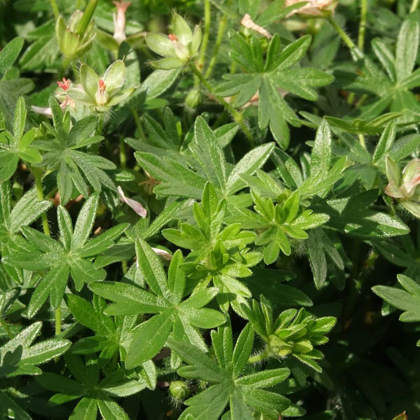 Gerânio-sanguíneo Frivolius Pink - Geranium sanguineum (Folhagem)