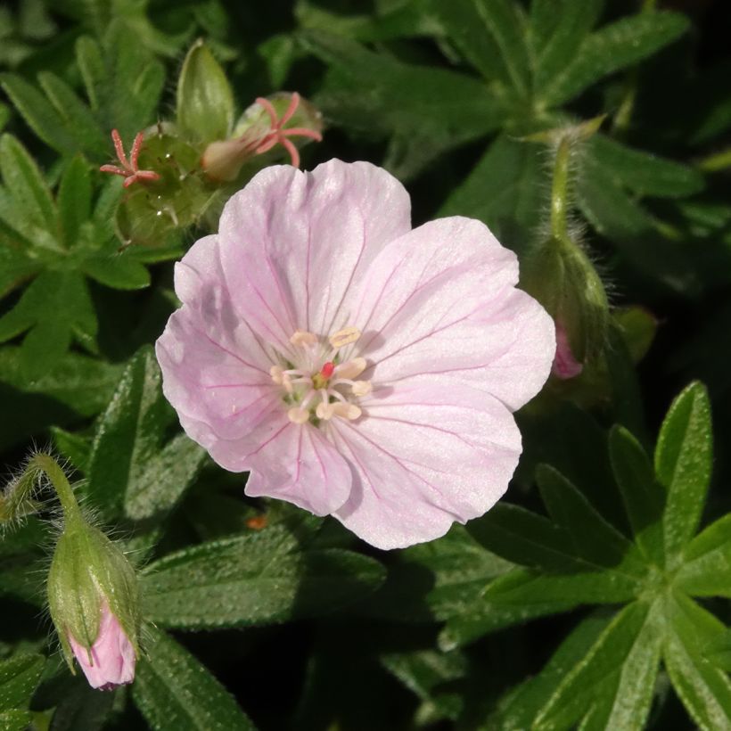 Gerânio-sanguíneo Frivolius Pink - Geranium sanguineum (Floração)