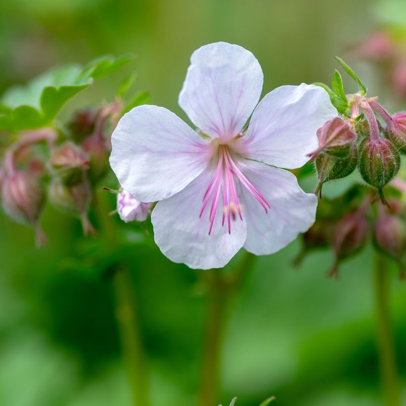 Geranium cantabrigiense Biokovo (Floração)